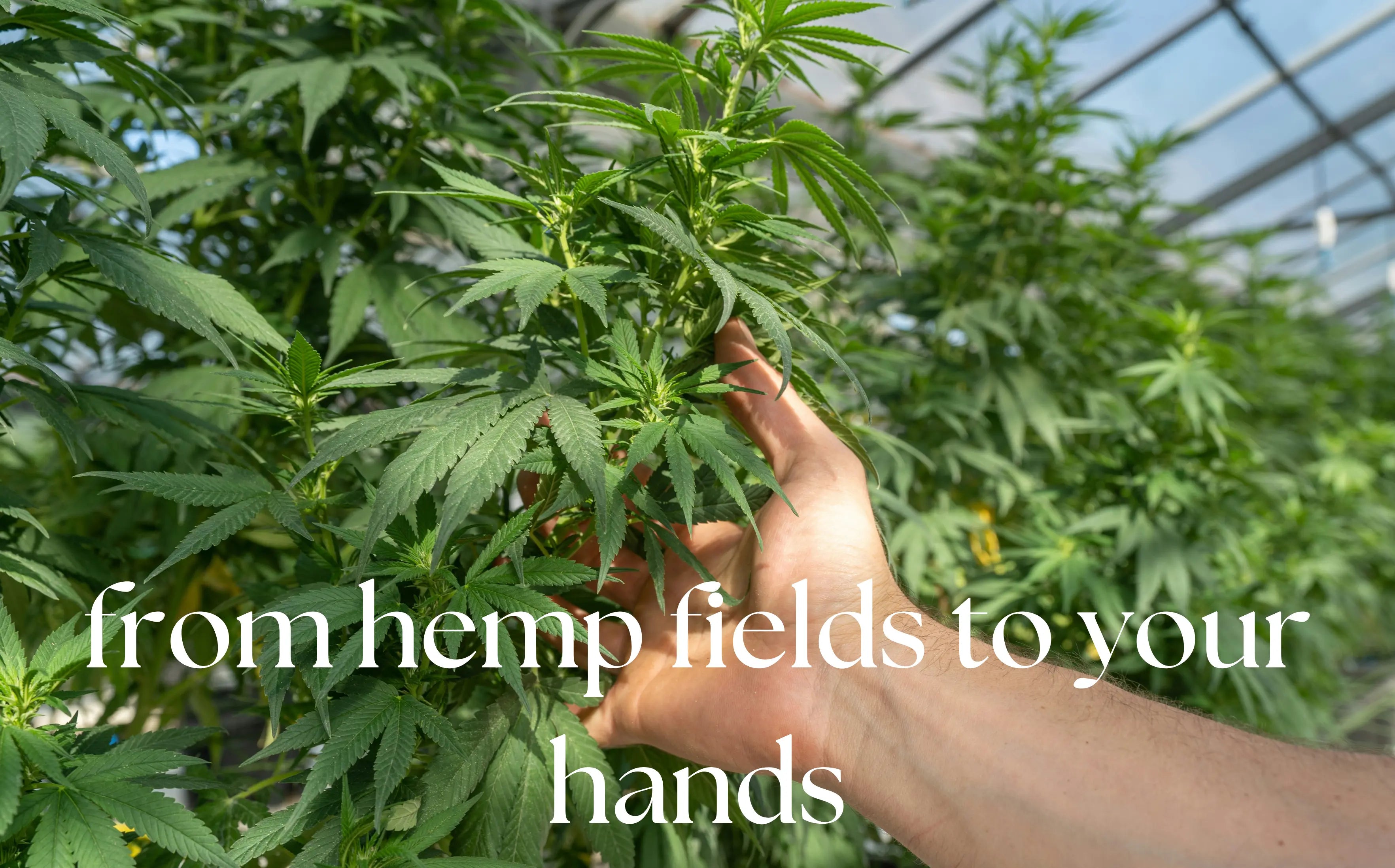 Load video: from hemp fields to your hands ecofrico hemp bags journey